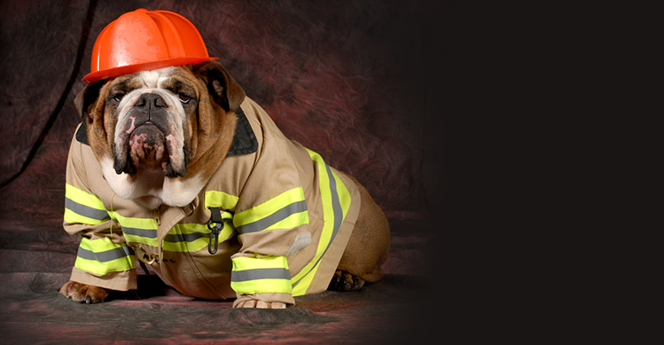 Bulldog wearing a firefighter costume and hat.