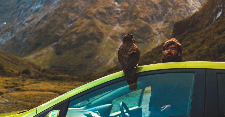 Bird perched on a yellow car.